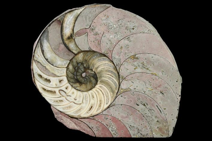 Cut & Polished Nautilus (Cenoceras?) Fossil - France #152705